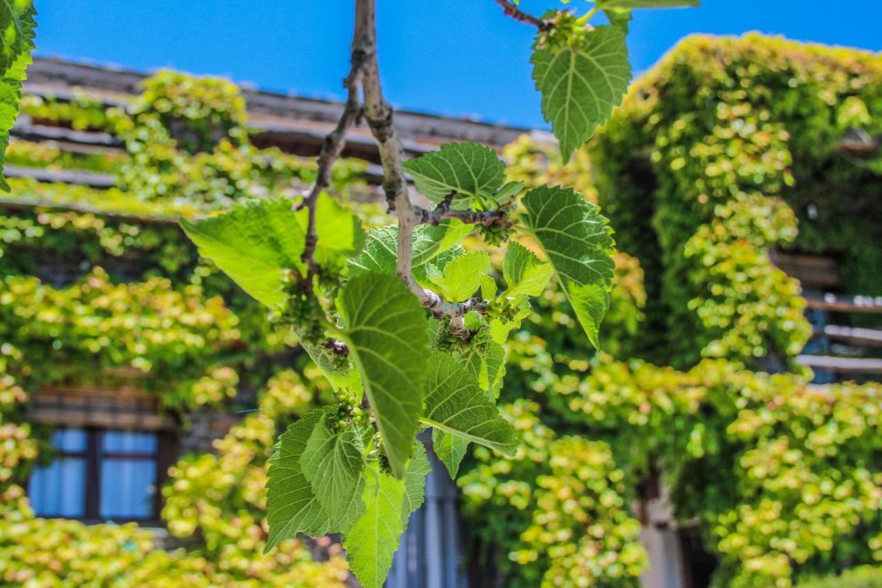 Casa Rural Catifalarga Alpujarra Capileira Eksteriør billede